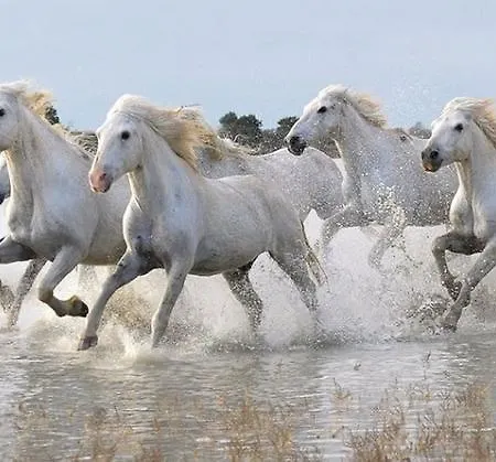 Kemp L'olivier Junas